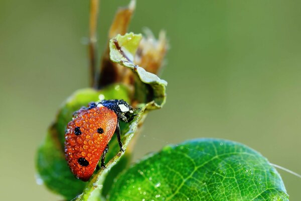 Wet ladybug in green leaves