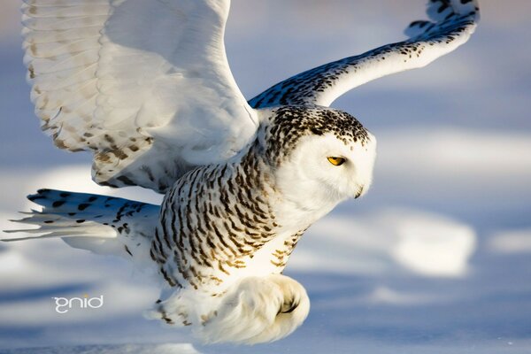 Hibou blanc en vol en hiver