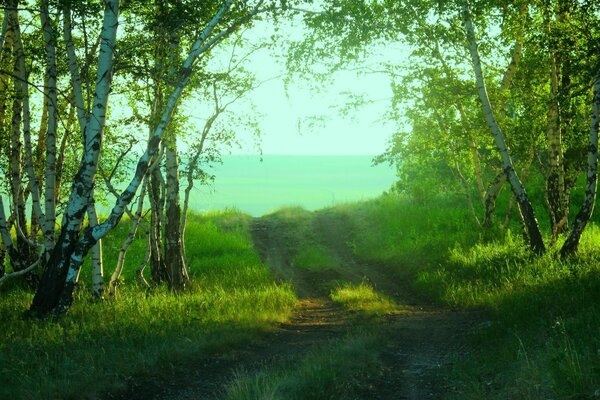 Sentier traversant le bosquet