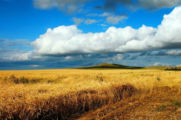 A field of wheat ears. Fluffy clouds