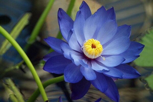 A beautiful blue flower has grown