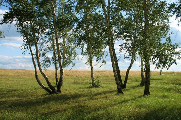 Bouleaux. Champ. Nature. Herbe