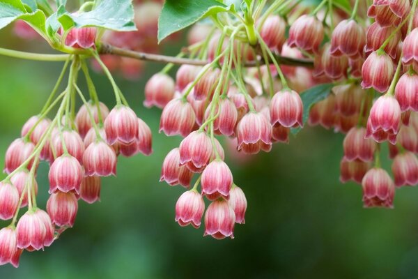 Flowers on a branch in the garden near