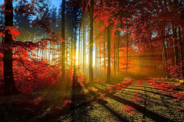 The awakening of the autumn forest the rays of the sun