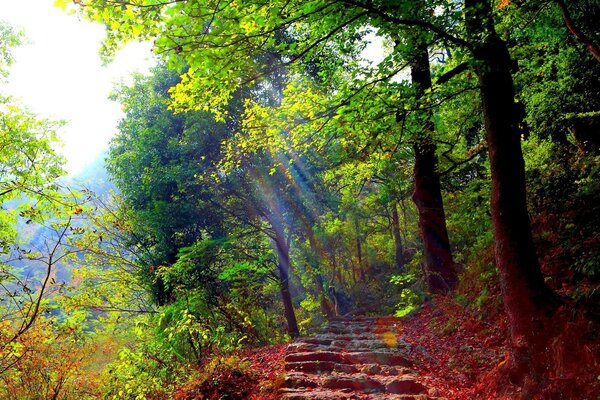 Toutes les couleurs de la nature dans les rayons du soleil