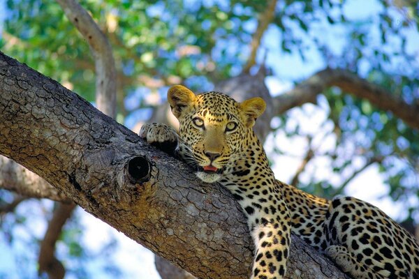 Un leopardo se acuesta y descansa en un árbol