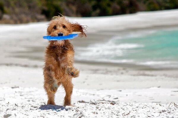 Köpek denize yakın plajda oynuyor