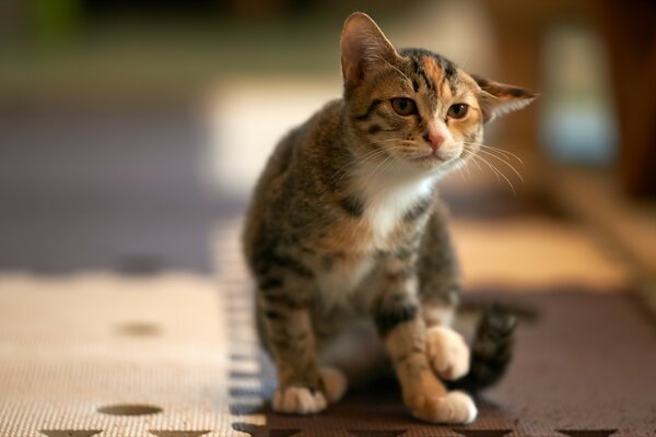 Simpatico gatto maculato prima di grattarsi