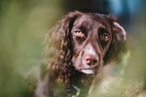 Portrait of a dog with sad eyes