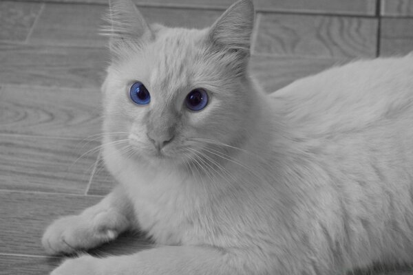 White cat with big eyes