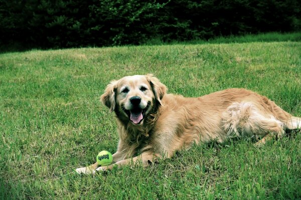 Büyük, iyi huylu bir köpek, yeşil çimenlerin üzerinde tenis topuyla yatıyor