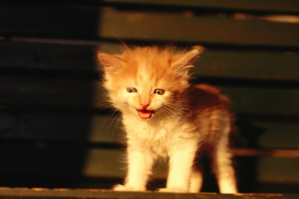 Gatinho ruivo gritando na loja