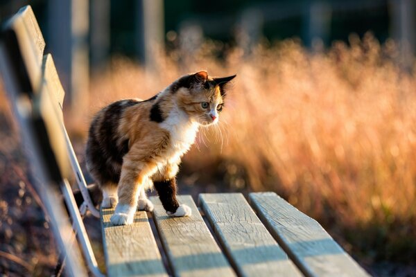 Katzen in der Natur sind immer auf der Hut