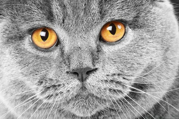 Muzzle of a gray cat close-up