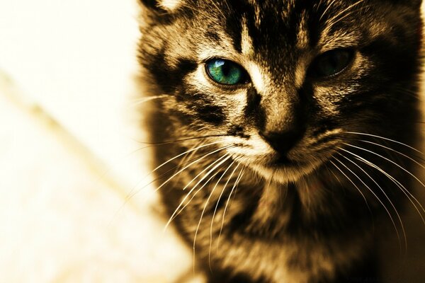 Gatto baffuto che guarda dritto nella telecamera