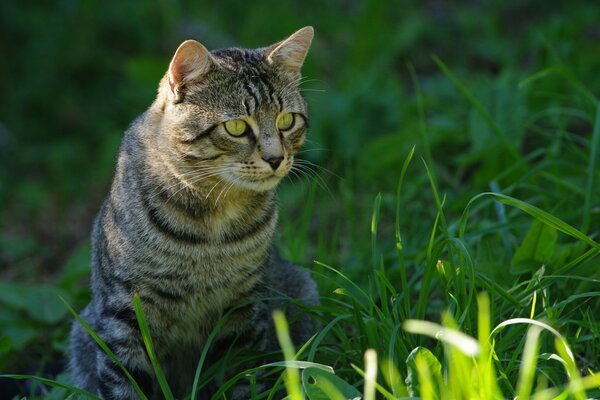 Green-eyed cat in a green field