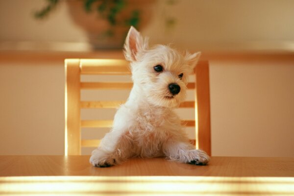 The dog is sitting on a chair at the table