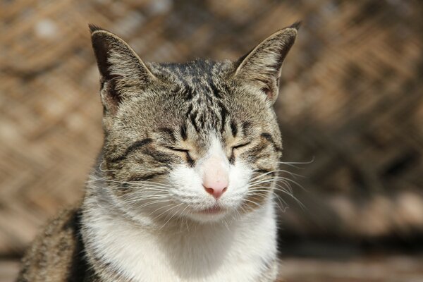 Gato fecha os olhos de prazer