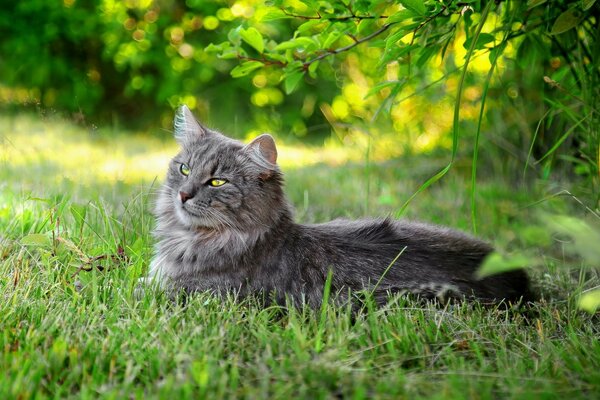 Lazy cats outdoors