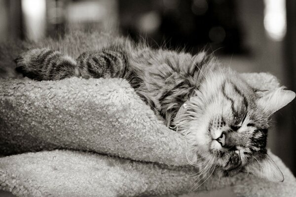 A sleeping cat. The cat on the pillow