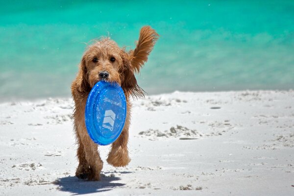 Perro corre por la arena en la playa y lleva un Frisbee