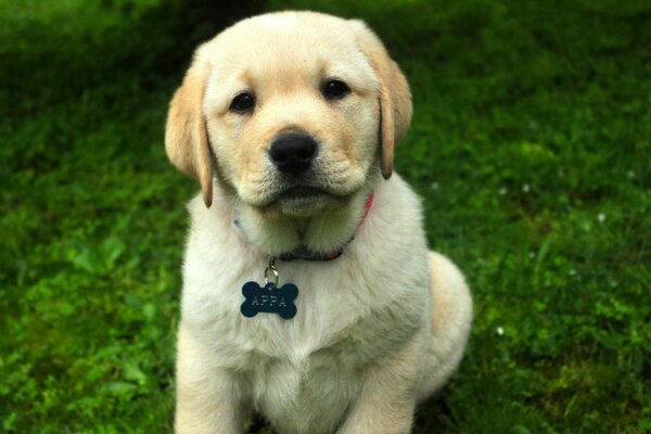 Niedlichen kleinen Hund Welpen