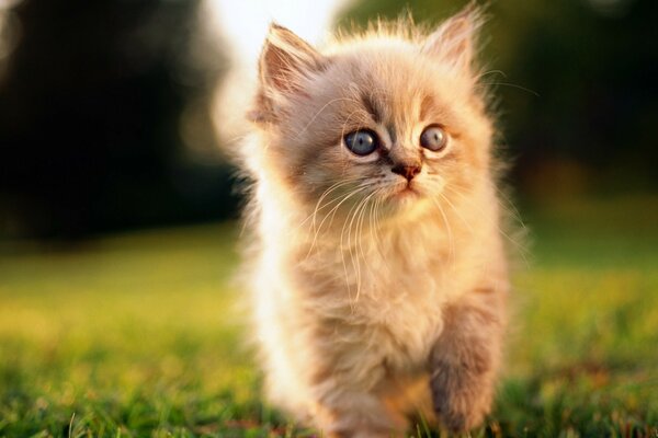 Cute red kitten walks on the grass