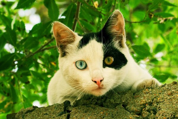 Bunte Augen einer niedlichen Katze