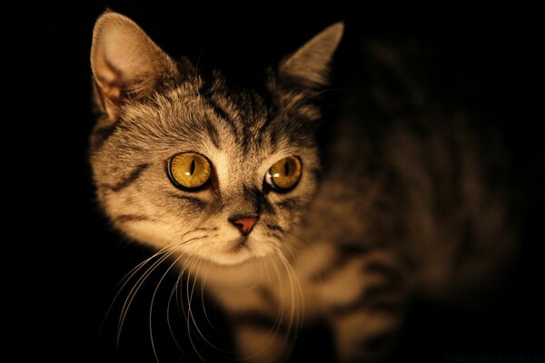 Lindo gato con ojos grandes