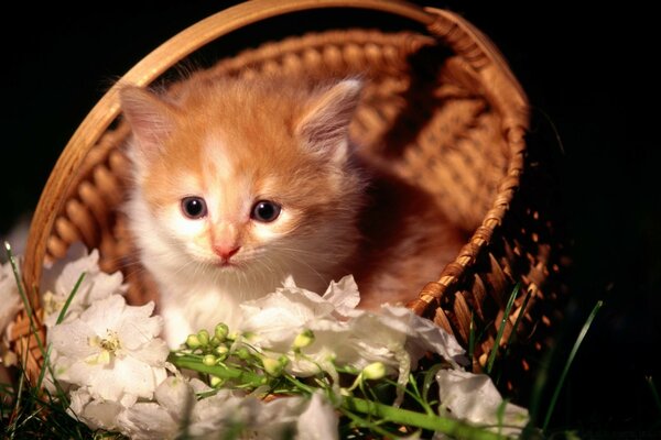 A kitten with flowers in a wicker basket