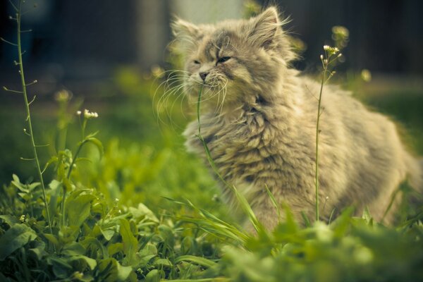 Gato morde de felicidade na grama