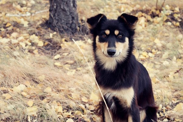 Bahçede oturan bir köpek yerde oturuyor