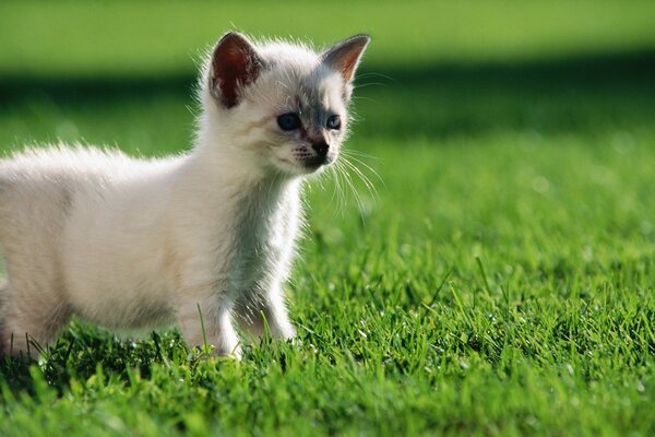 A white kitten is standing in the grass