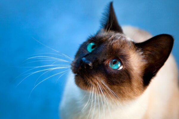 Gatto siamese con gli occhi azzurri