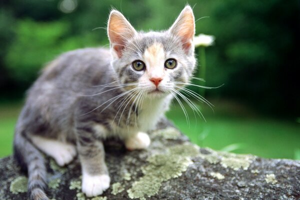 Chaton sur pierre de couleur gris-blanc