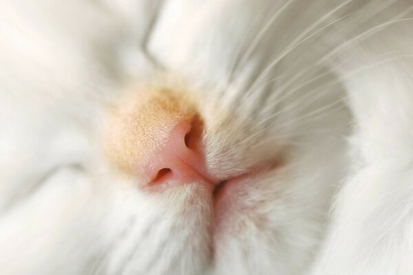 Retrato de un gatito blanco dormido