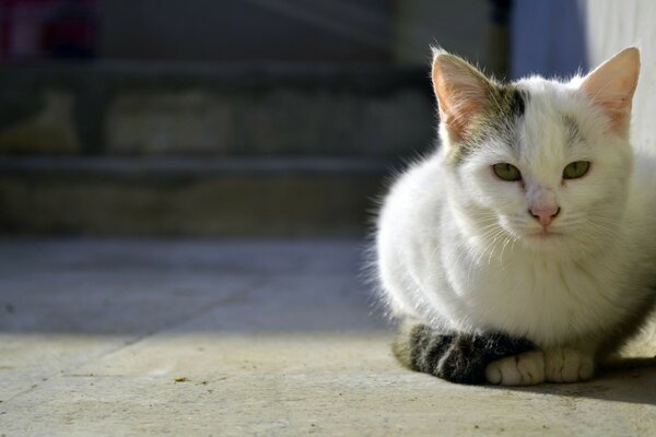 Gattino carino in attesa del proprietario