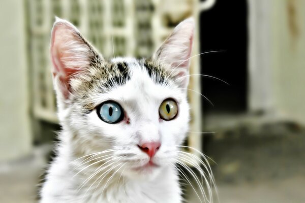 Gatto bianco da cortile dagli occhi diversi