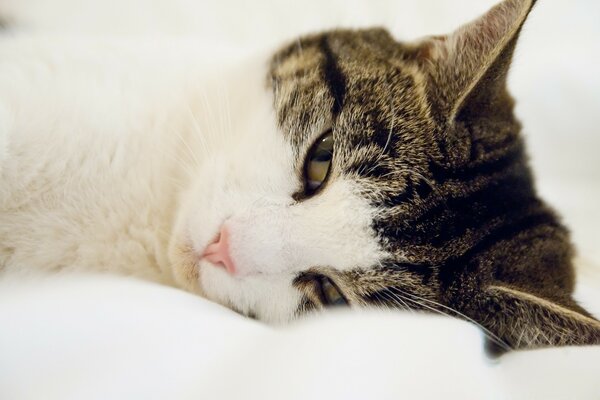 Chat endormi sur une couverture blanche