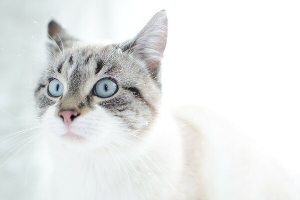 Gato de ojos azules bozal sorprendido