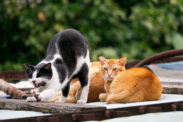 Süße Katzen im Urlaub