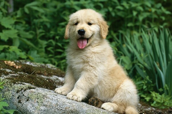 Lindo perro alegre sentado en la naturaleza