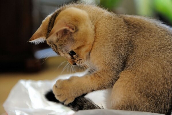 Lindo gato jugando con su cola