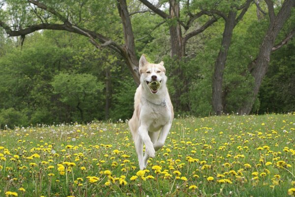 Cão alegre corre pelo campo com dentes-de-leão