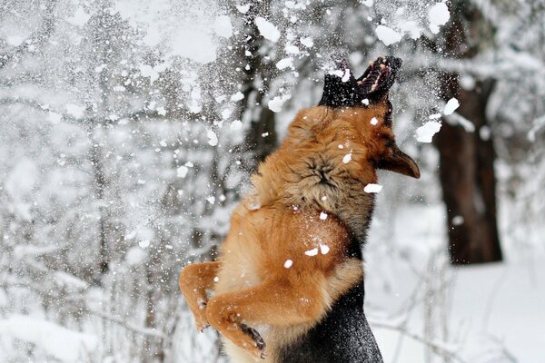 A dog in the forest catches snow