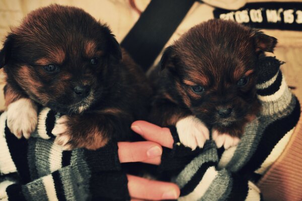 A girl holds two cute puppies