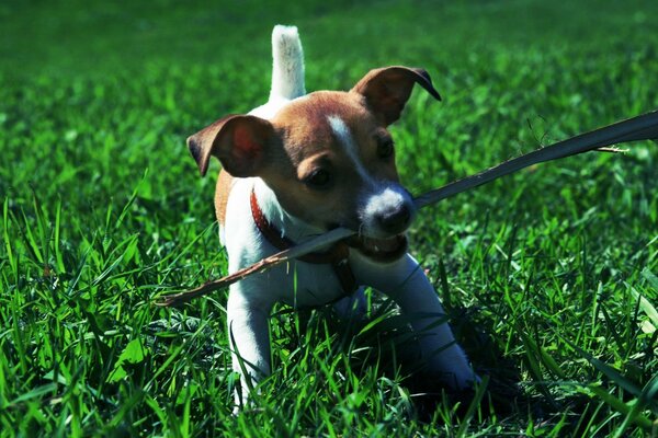 Doggy mit einem Stock spielt auf dem Rasen