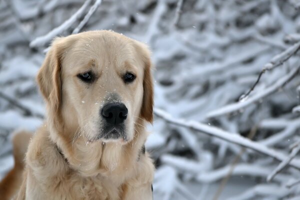 Trauriger Hund im Winterwald