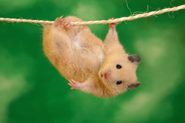 Ein Hamster hält seine Pfote an einem Seil und hängt auf einem grünen Hintergrund