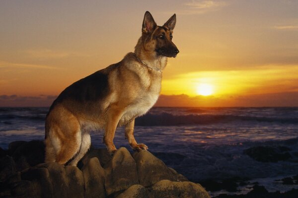 A dog on a stone against a sunset background